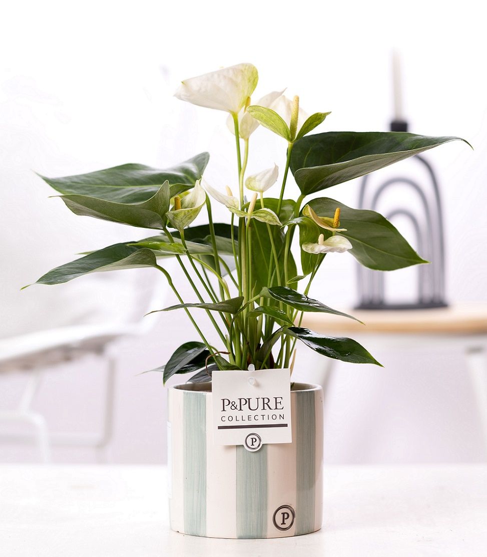 Anthurium white (Elido) in P&PURE Eline 2 cer. green, D 12