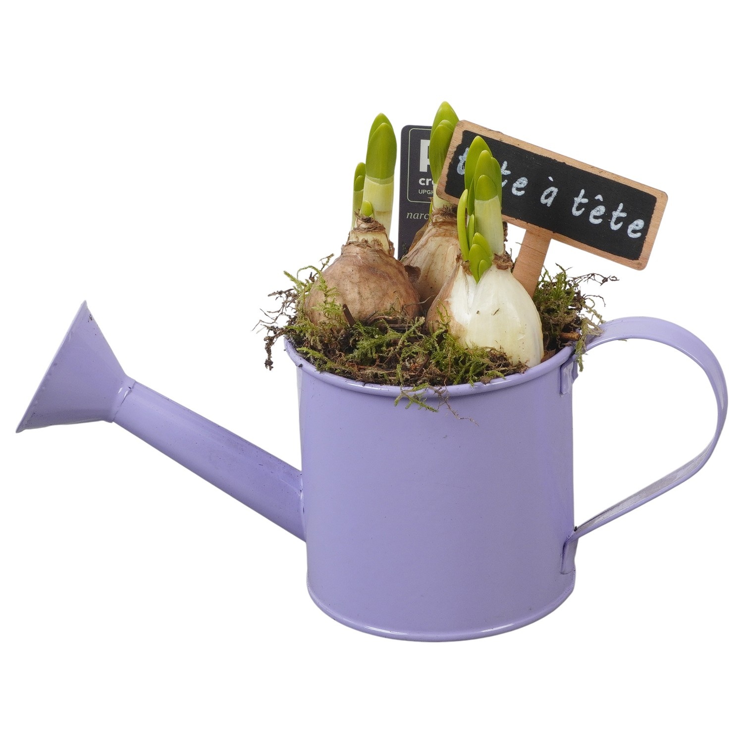 PTN8541 Arrangement Narcissus in zink gieter, D 9