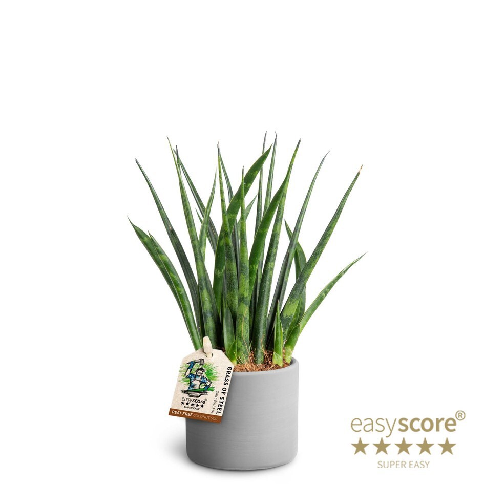 SANSEVIERIA PARVA 40632554 Raw Grey 'FERNWOOD', D 7