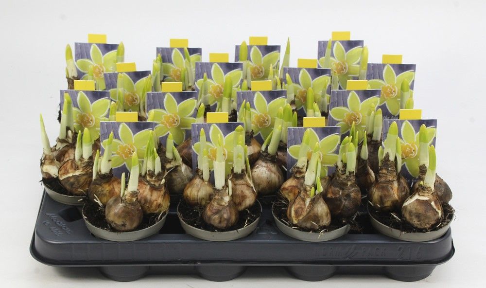 NARCIS TETE A TETE 08, D 8