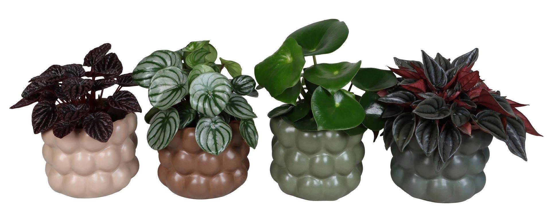 L 67507 with Peperomia Mix 12 cm, D 12