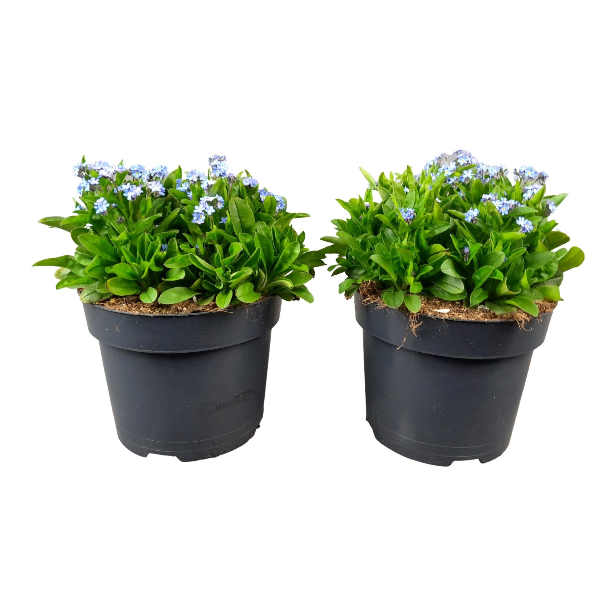 Myosotis Sylvatice 'Nina autumn Blue', D 17