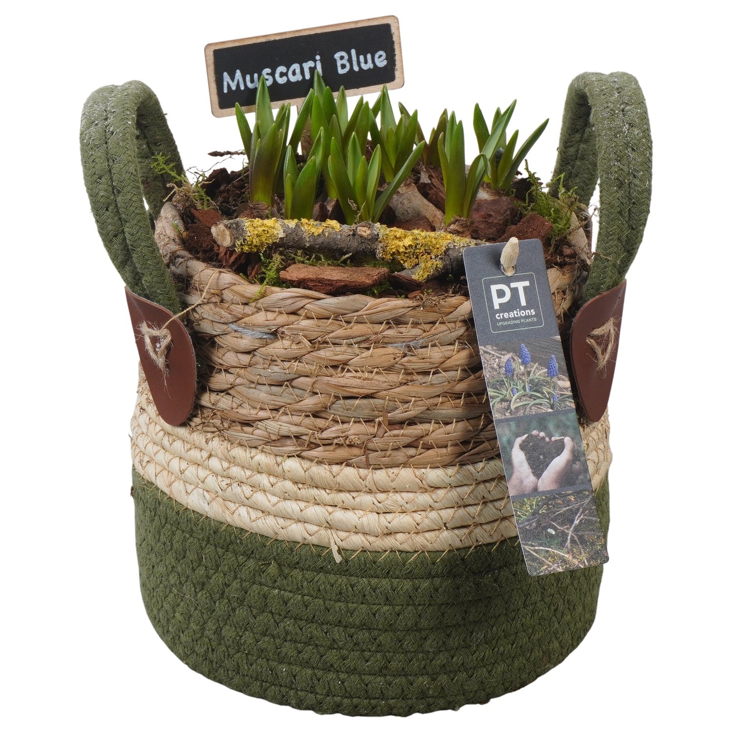 PTMB6215 Arrangement Muscari Blue in riet mand, D 15