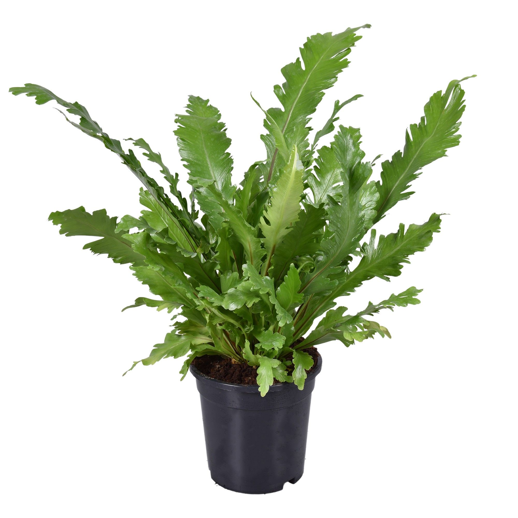 Asplenium Campio, D 17