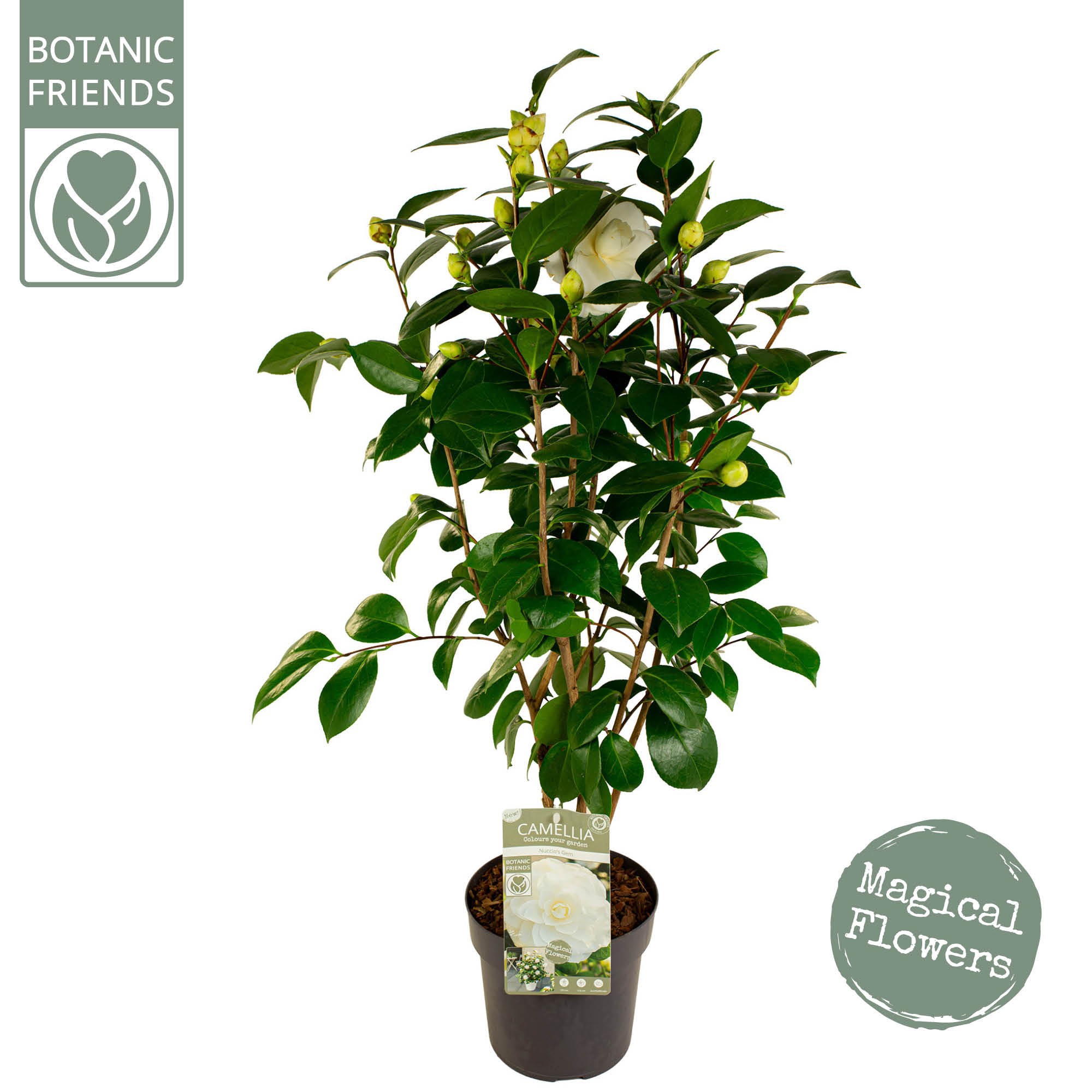 Camellia jap. 'Nuccio's Gem' Premium, D 19