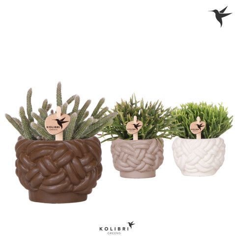Kolibri Greens Rhipsalis mix in Rope pot mix, D 6