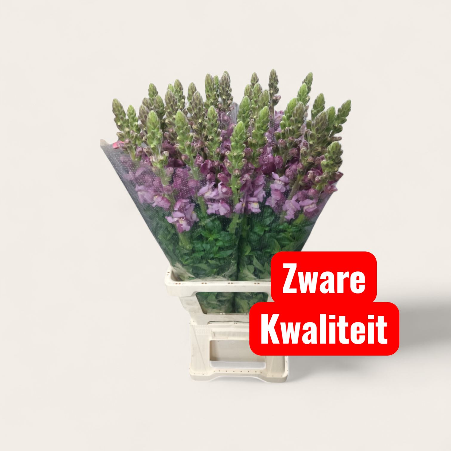 Антирринум Потомак Лавендер (лаванд.), шт.