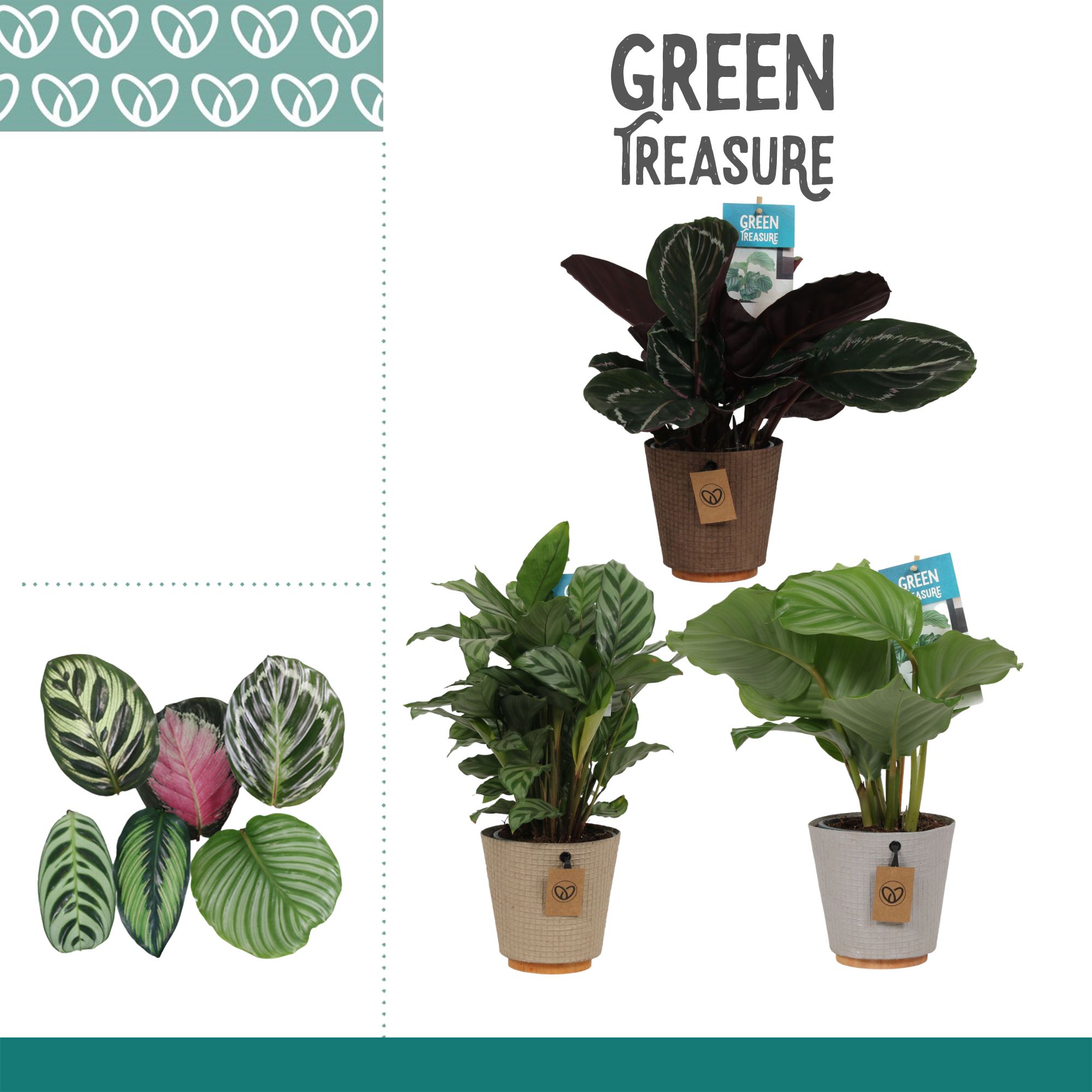 Calathea Mix in Ompot Charta, D 12
