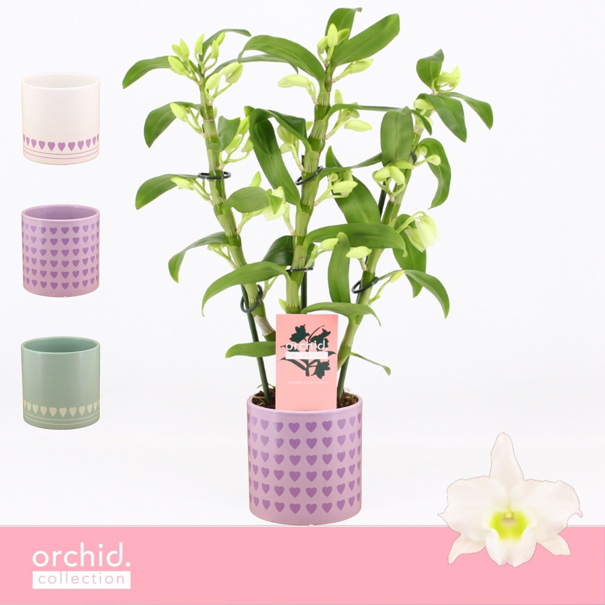 Dendrobium Nobilé, Apollon 3-spike Compact in Horizon Love 'Orchid Collection', D 12