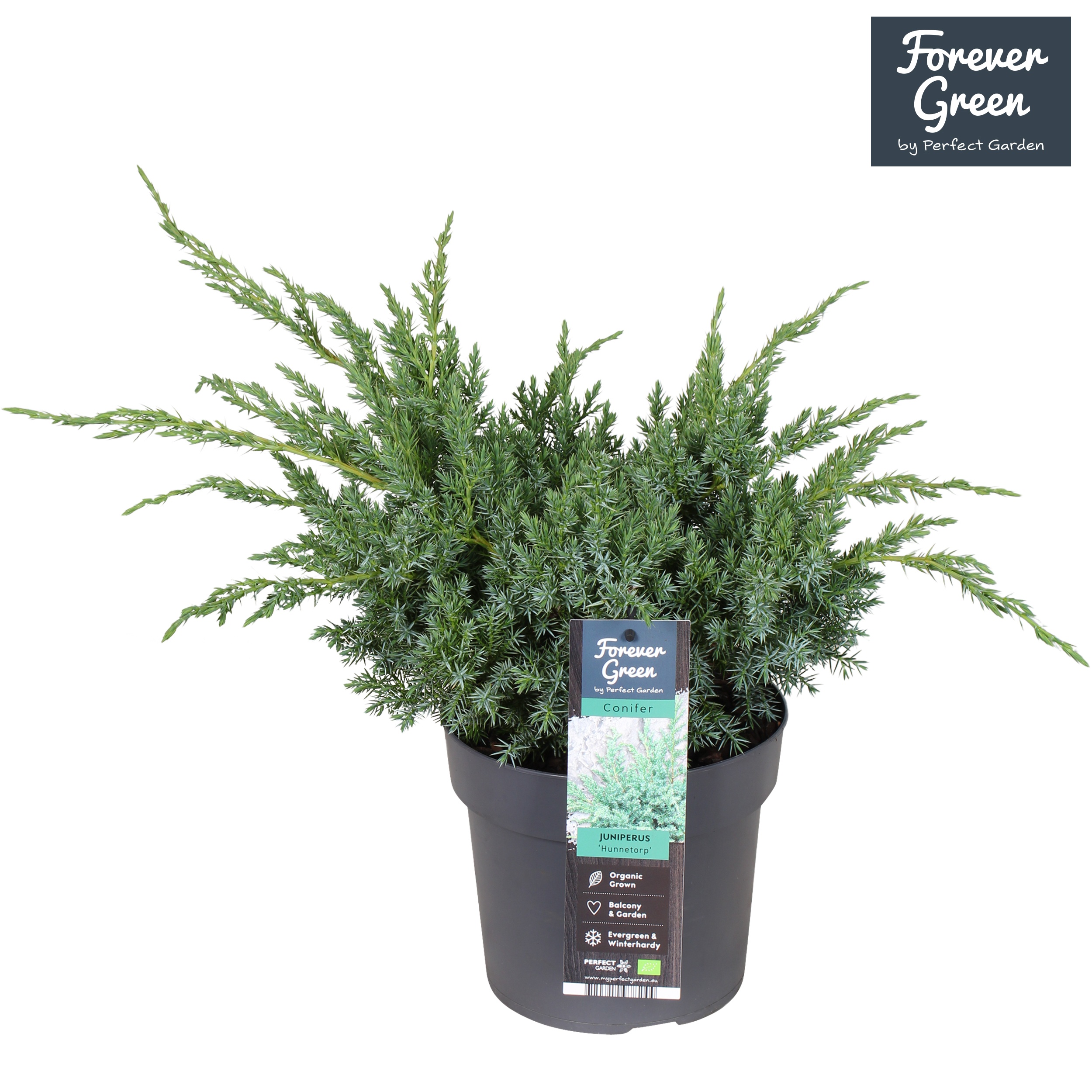 Juniperus squamata 'Hunnetorp' P19, D 19
