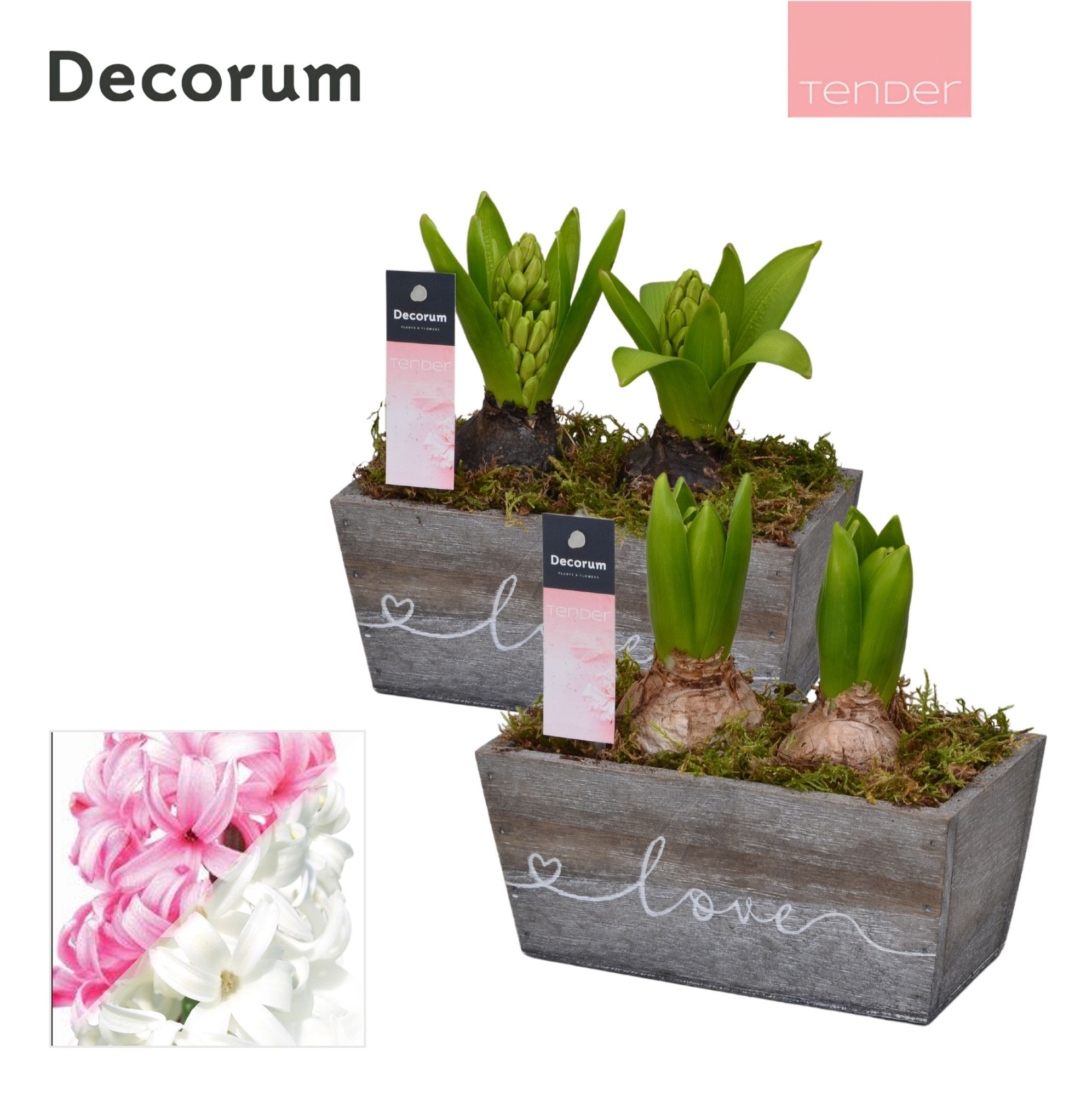 Hyacint Wooden Love HL13254 [TENDER], D 17