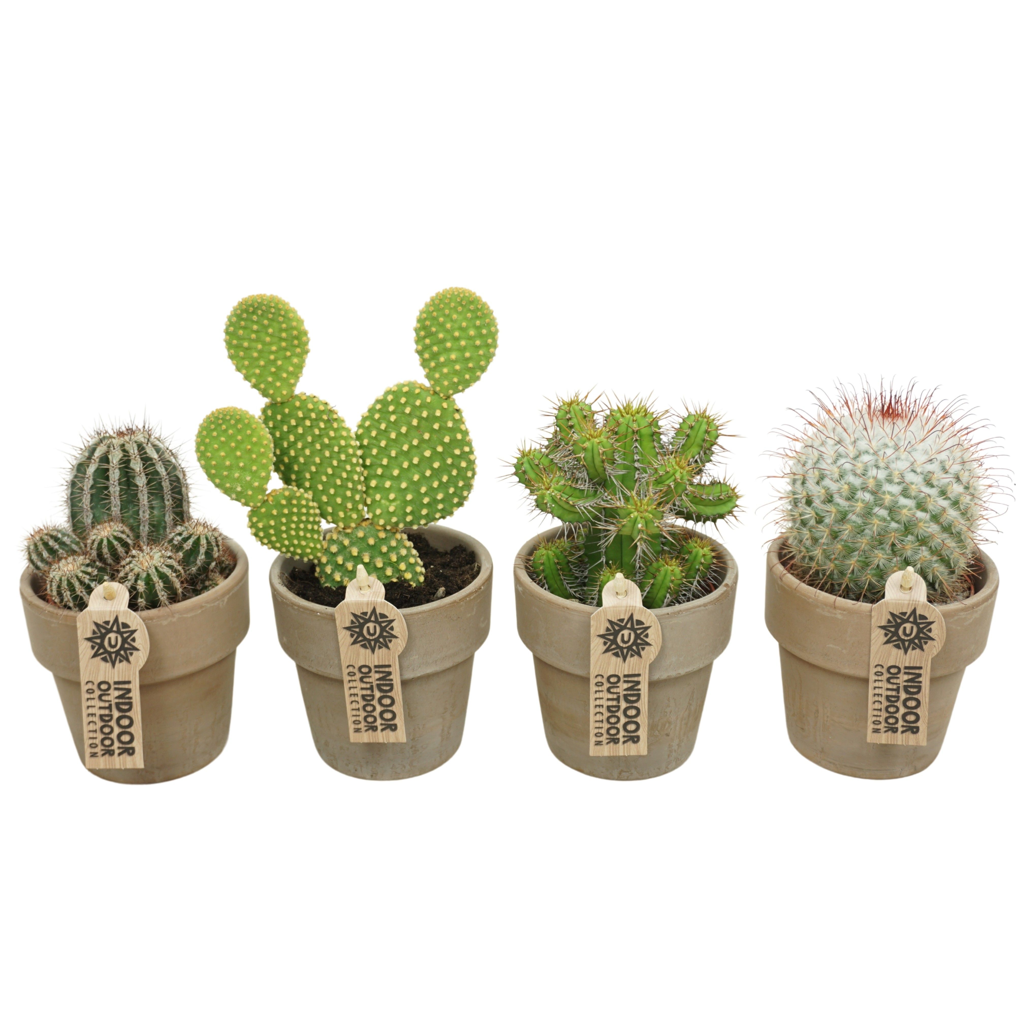 Cactus mix in 10 cm 'Grijze Kraagpot', D 8,5