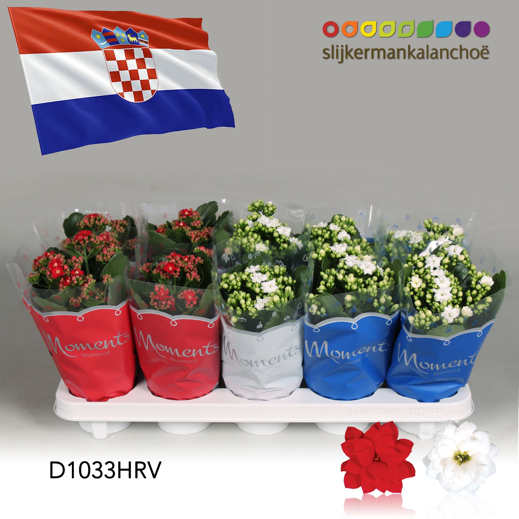 Kalanchoe Moments - Croatia flag, D 10,5
