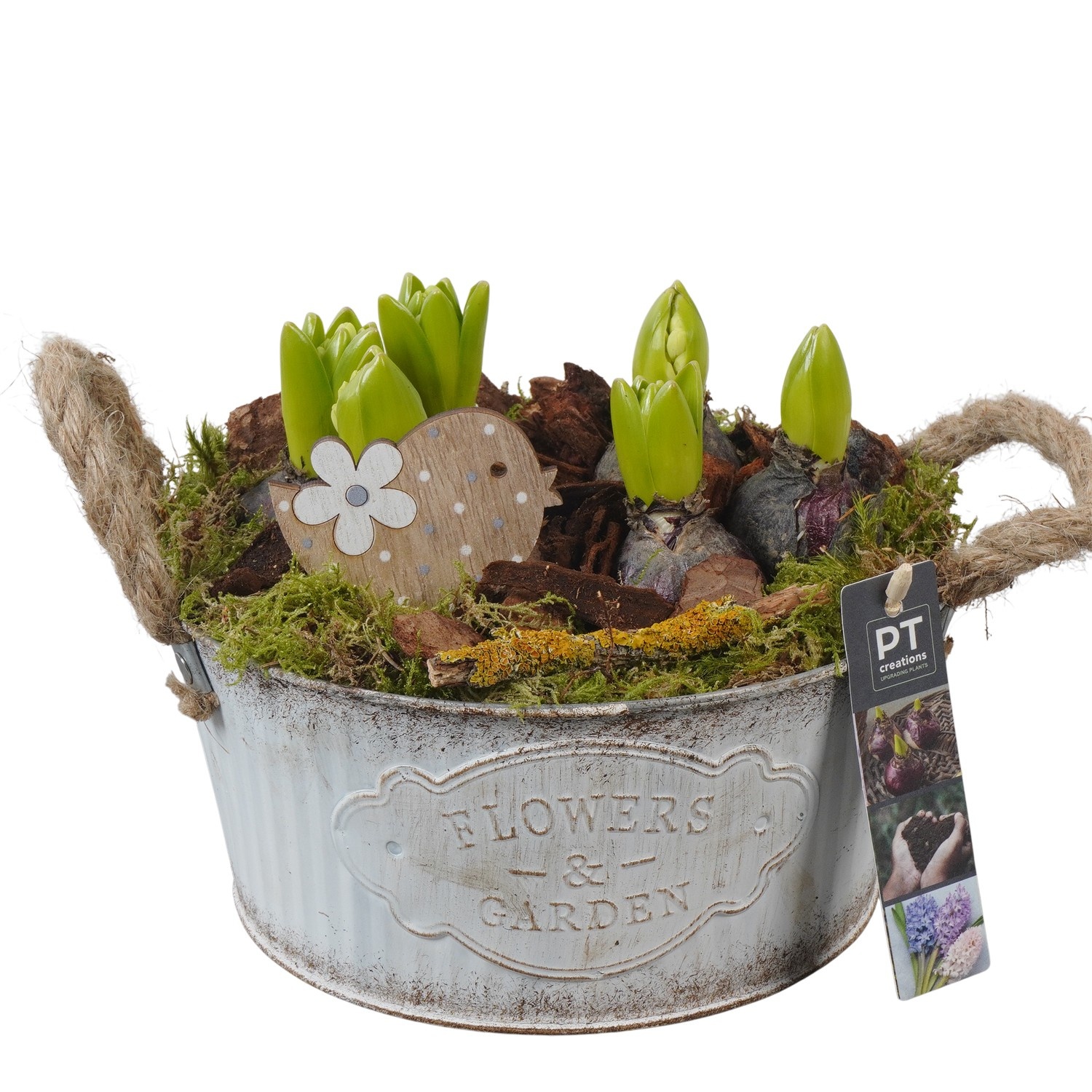 PTHC9143 Arrangement Hyacints in zink pot, D 22