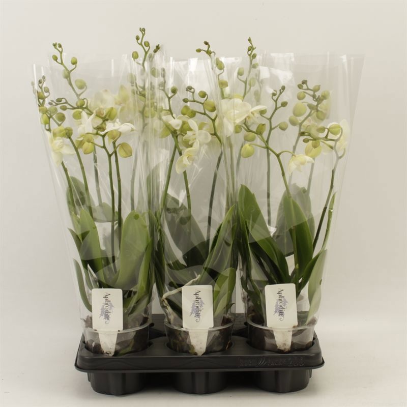 Phalaenopsis Anthura Inverness Wild 3 tak Inverness shorty, D 12