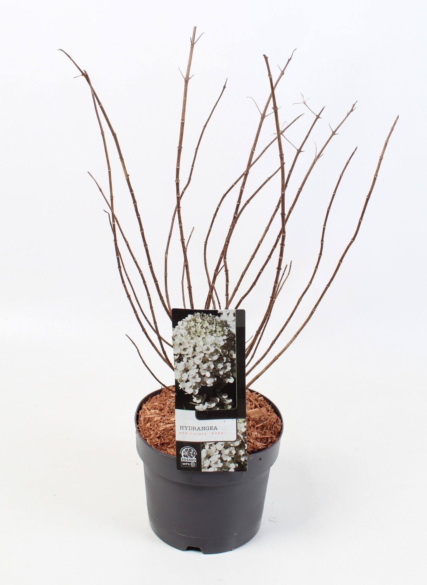 Hydrangea Paniculata 'Bobo' 19 cm, D 19