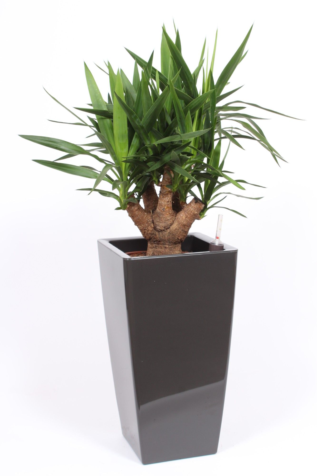 Yucca elephantipes in Piza pot "antraciet", D 33