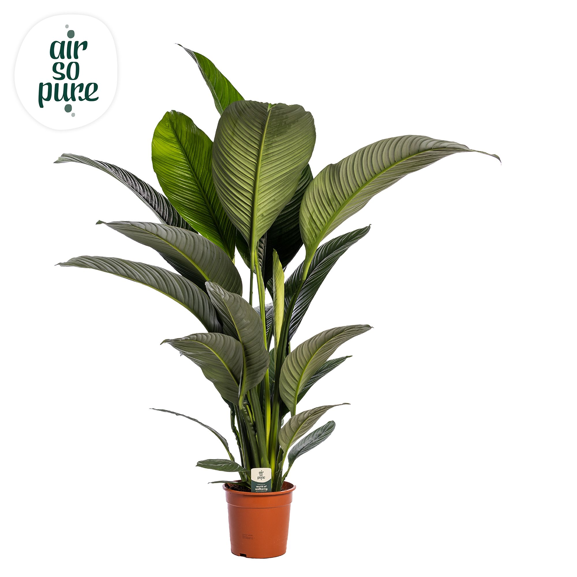 Spathiphyllum 'Sensation' ASP Zonder Bloem, D 24