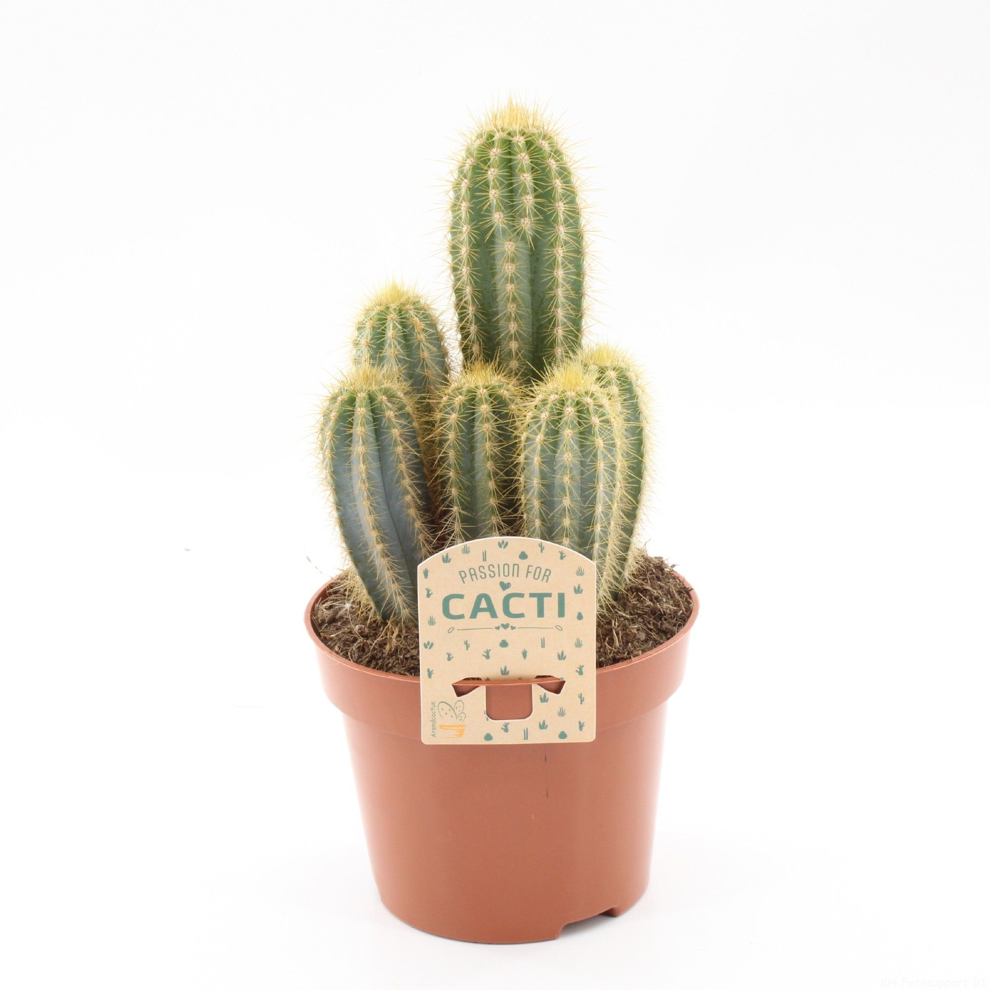 Pilosocereus pachycladus, D 12