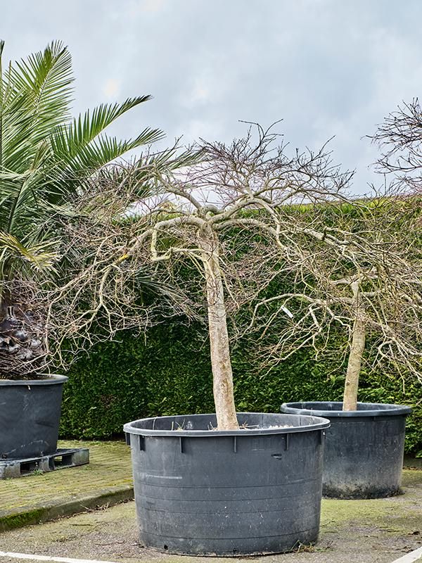 Acer pal. diss. 'Garnet', D 120