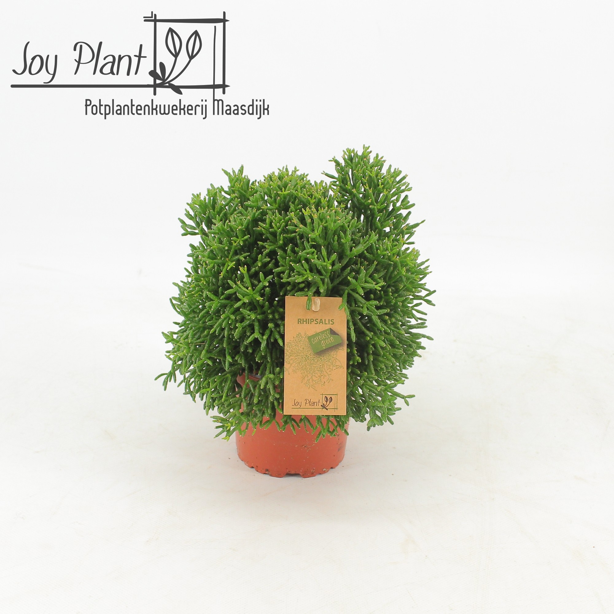 Rhipsalis Hatiora p12, D 12