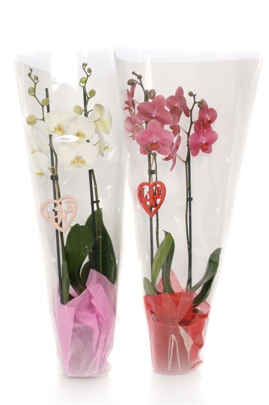 Phal mix 2T14+ in white sleeve, D 12