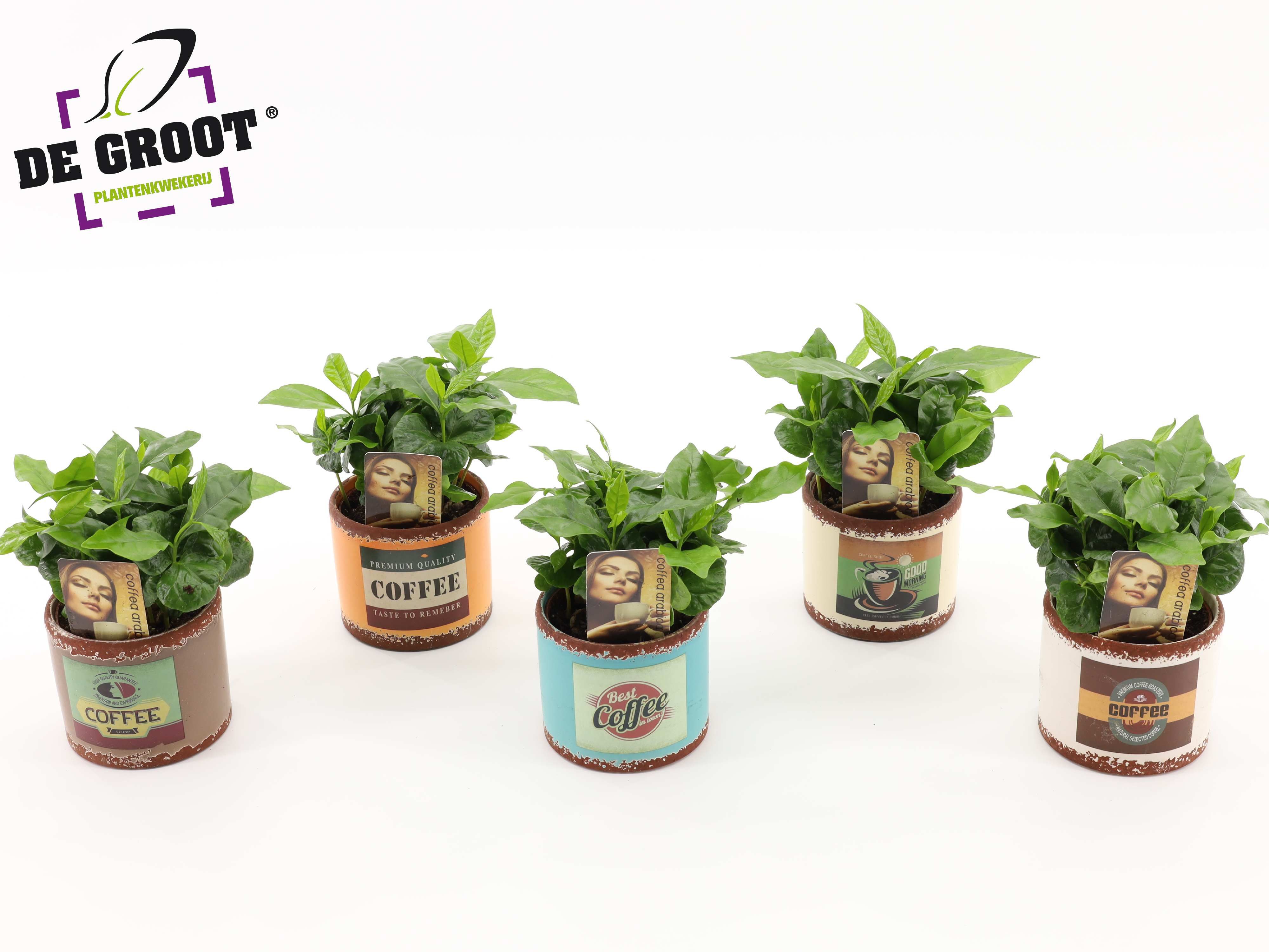 Coffea Arabica in keramiek, D 9