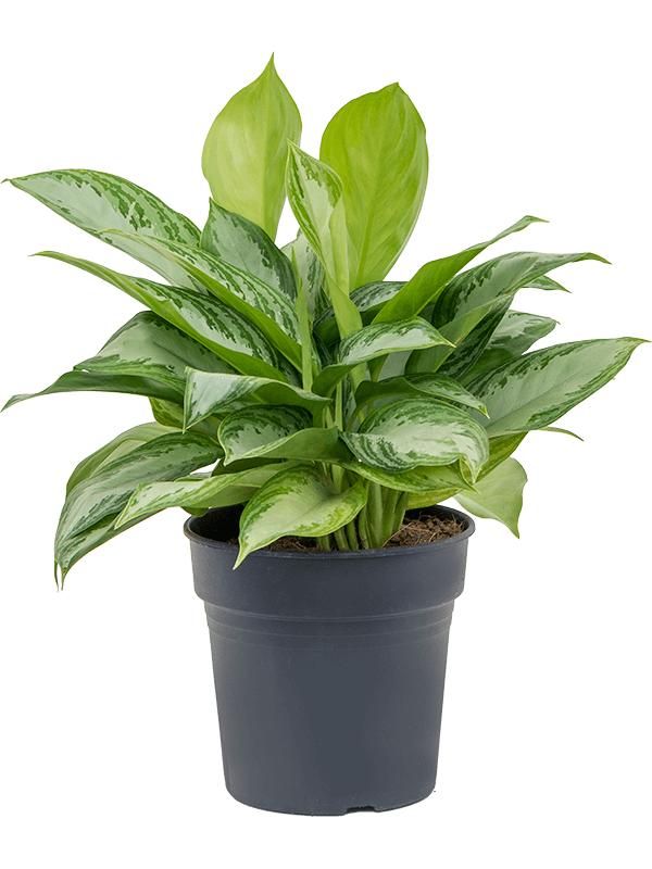 Aglaonema 'Silver Bay', D 21