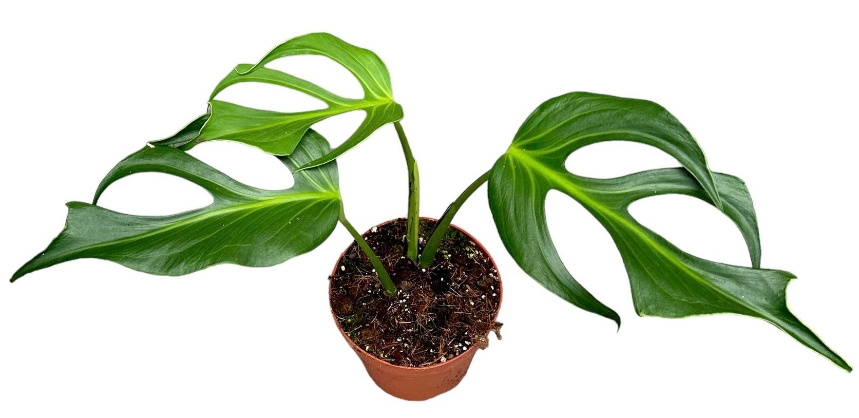 Monstera Burle Marx Flame, D 17