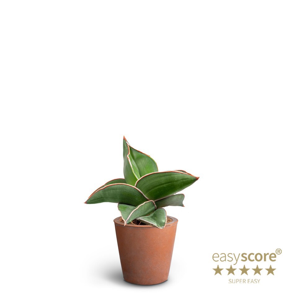 SANSEVIERIA EHRENBERGII 40635083 Terracota Samurai, D 7