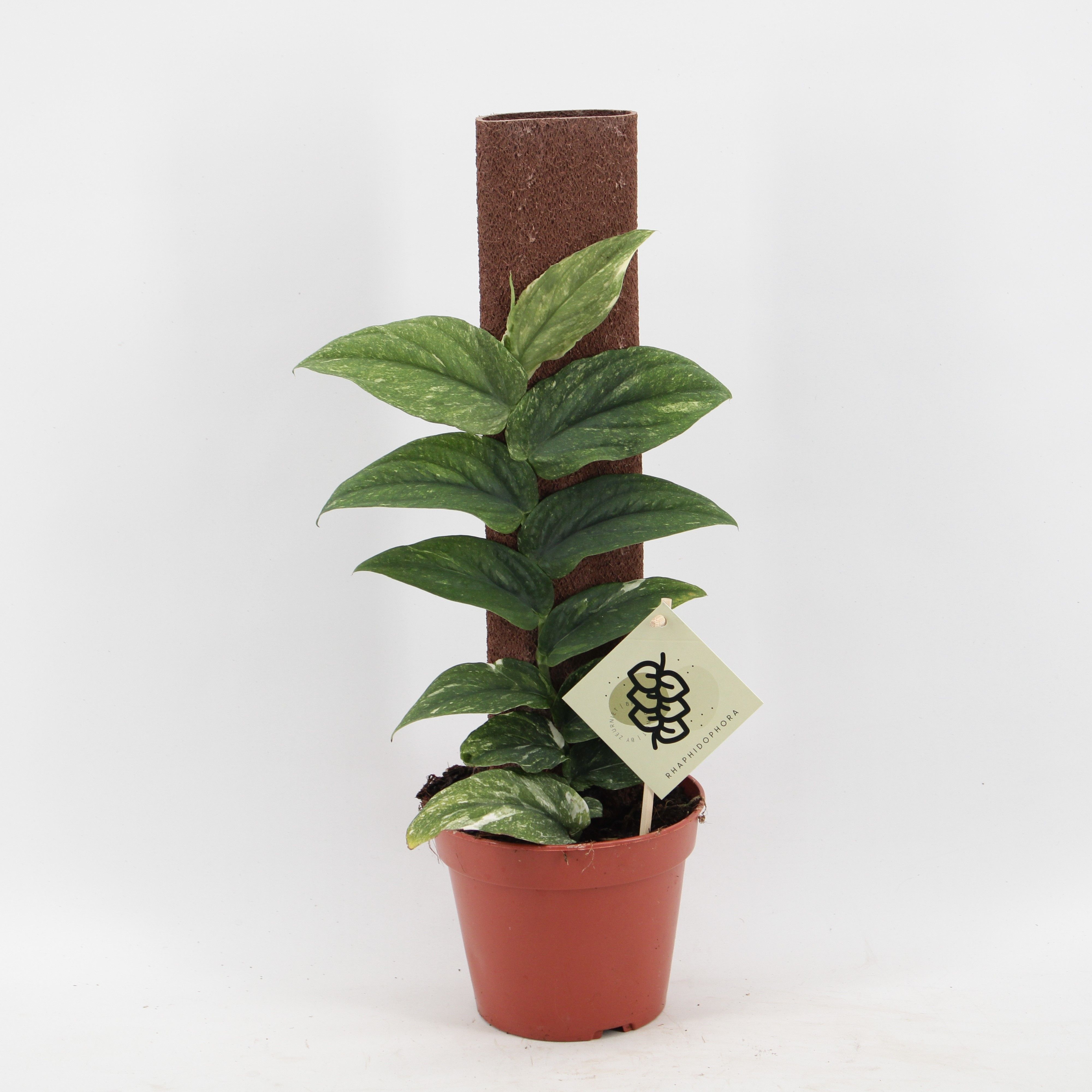 Rhaphidophora Korthalsii Variegata, D 14