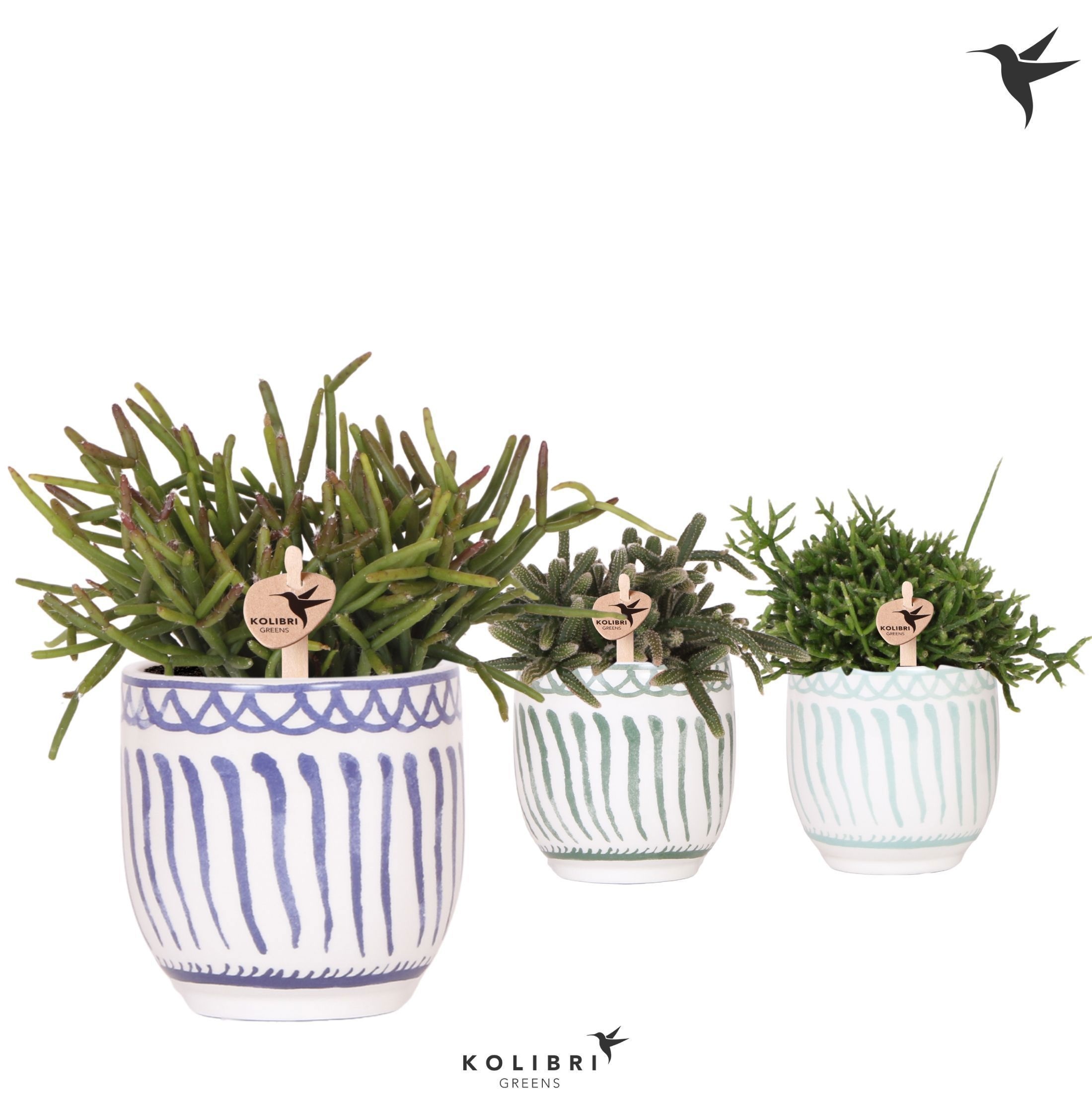 Kolibri Greens Rhipsalis mix in Granada pot blue mix, D 9