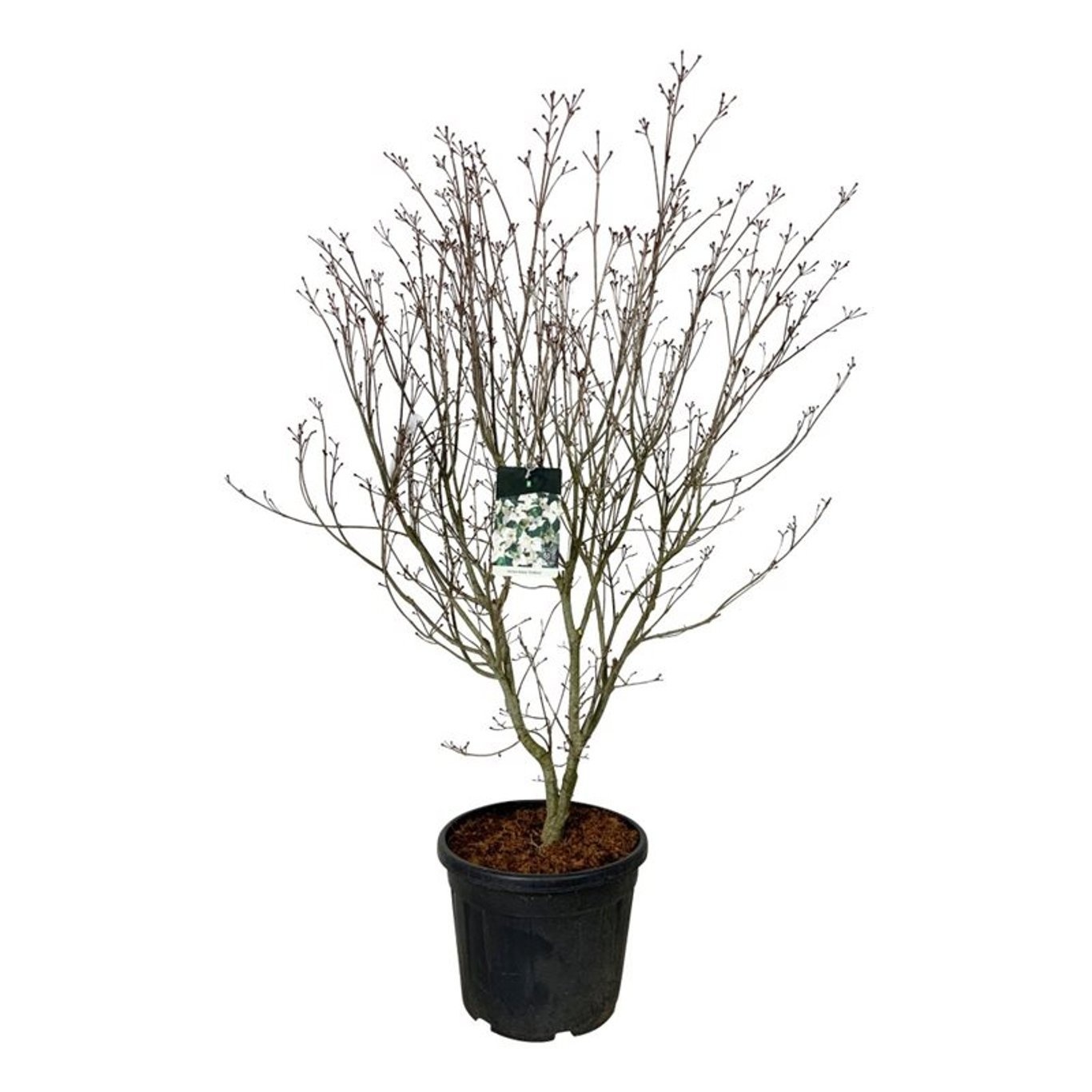 Cornus kousa 'Teutonia', D 50