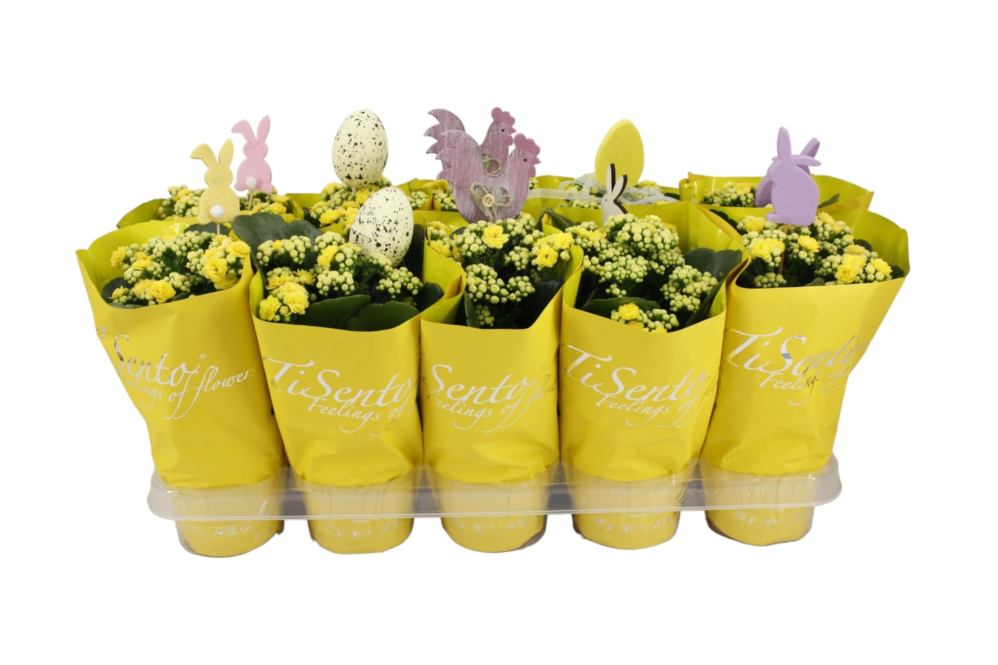 Calandiva 12 cm - Pasen + Steker, D 12