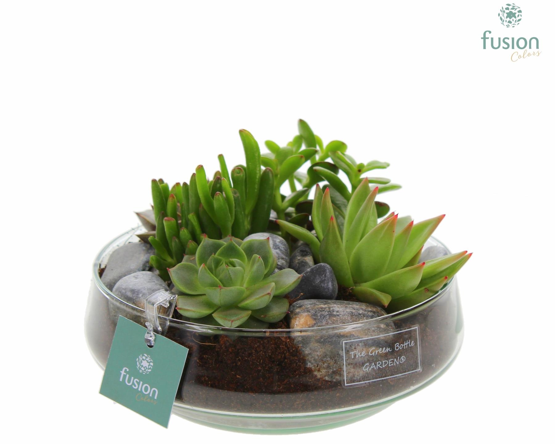 Green Bottle Iris Medium met Succulenten, D 19