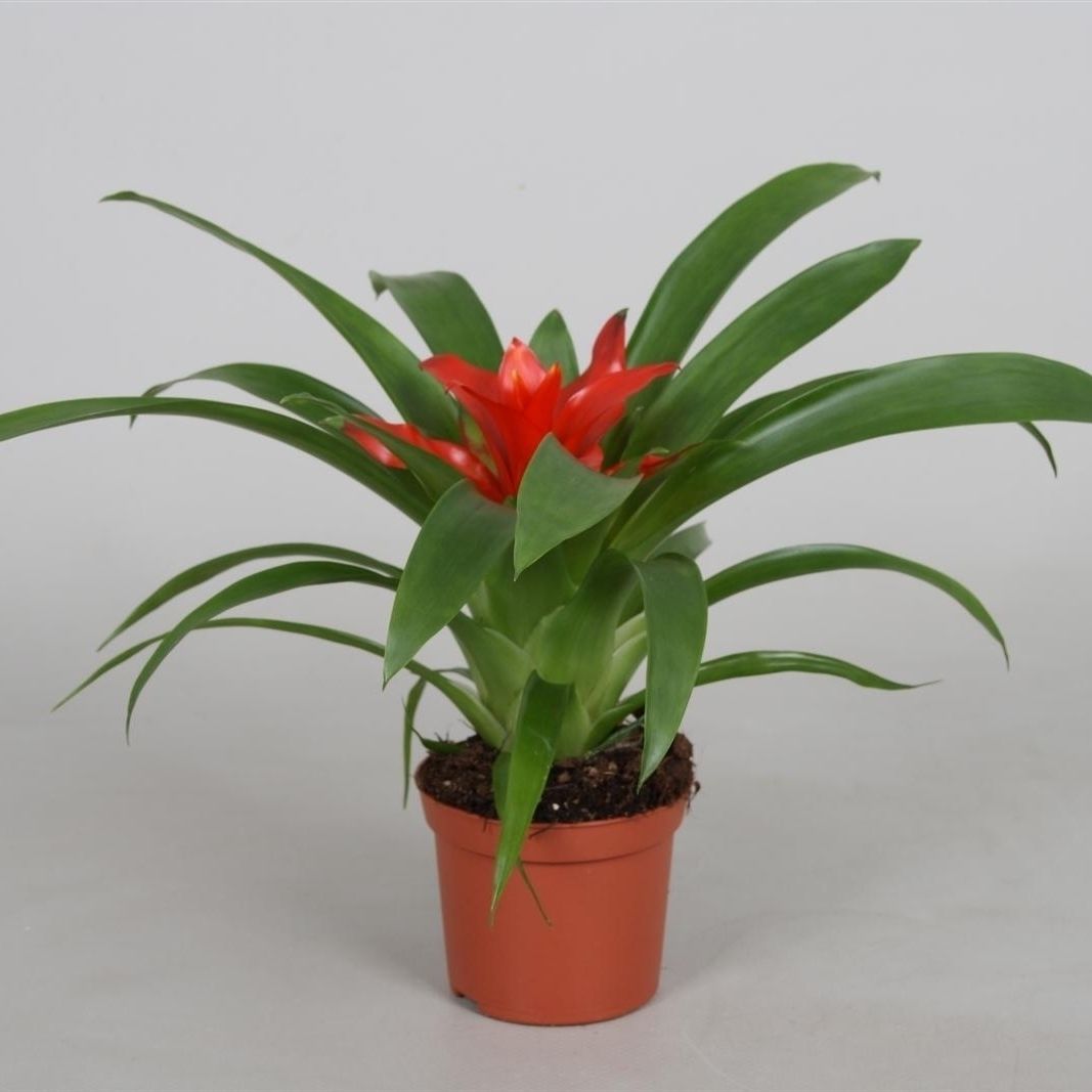 Guzmania 'Tempo', D 9