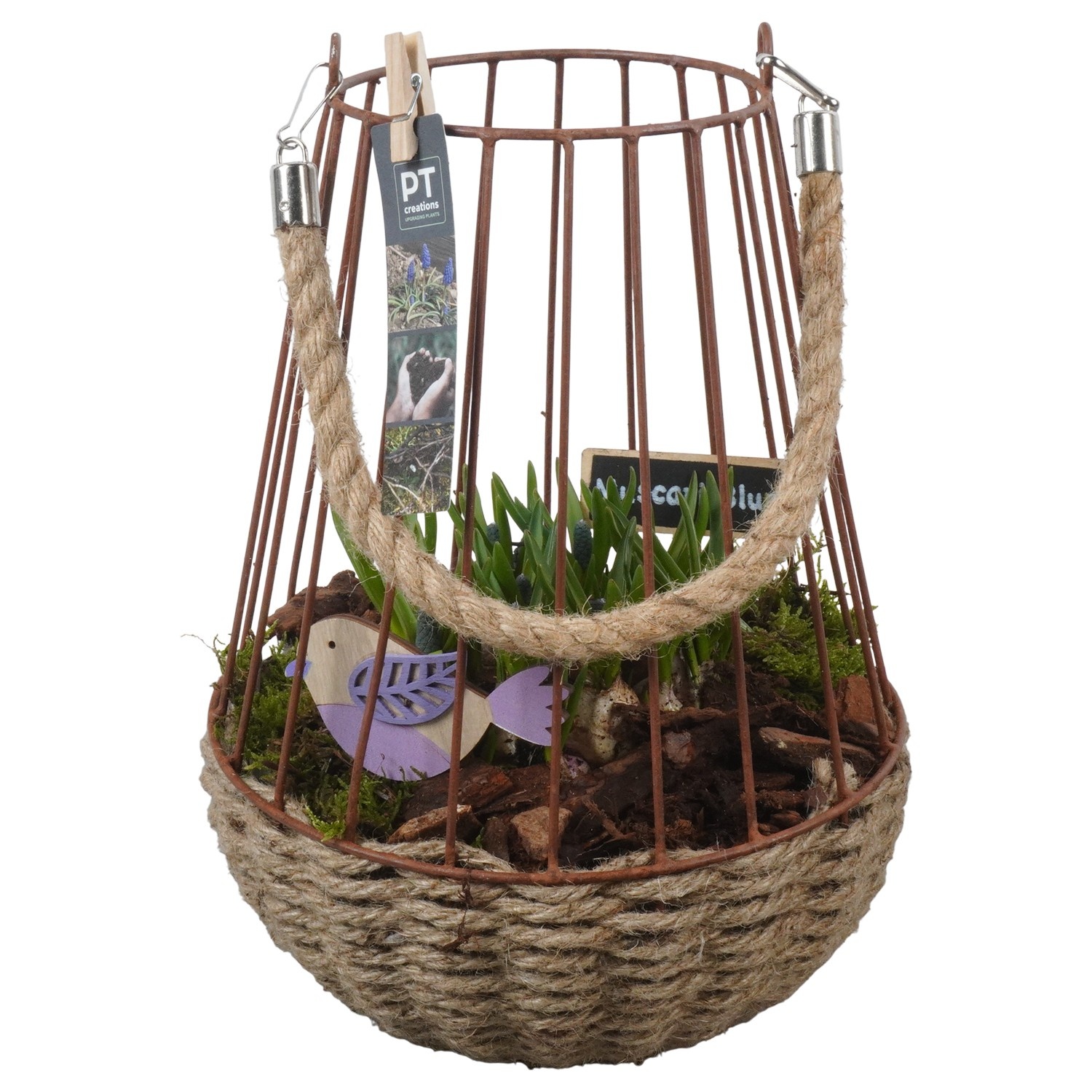 PTMB6248 Arrangement Muscari Blue in metalen mand met touw, D 22