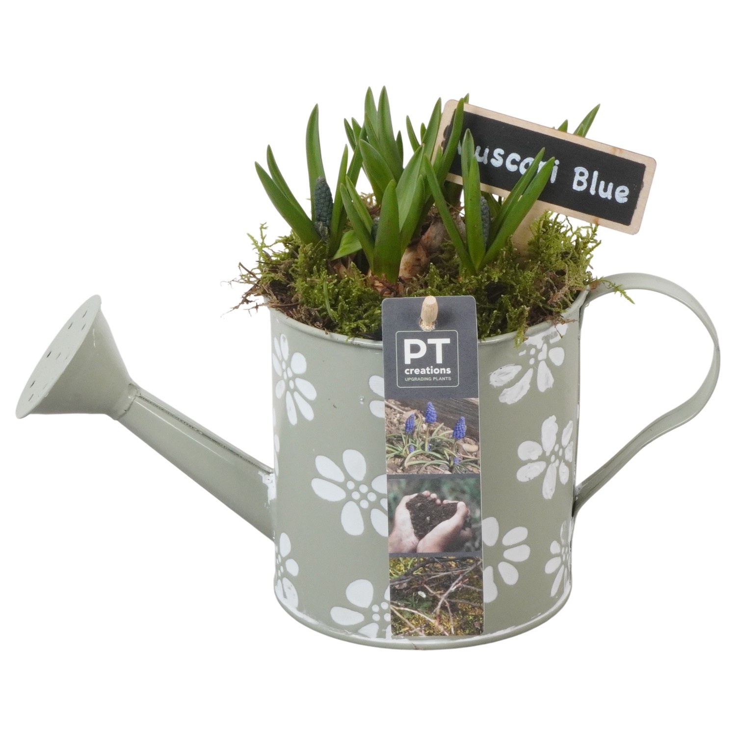 PTMB6156 Arrangement Muscari Blue in zink gieter, D 11