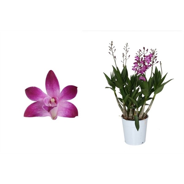Dendrobium, Berry Oda 2+ spike 'Basic', D 12