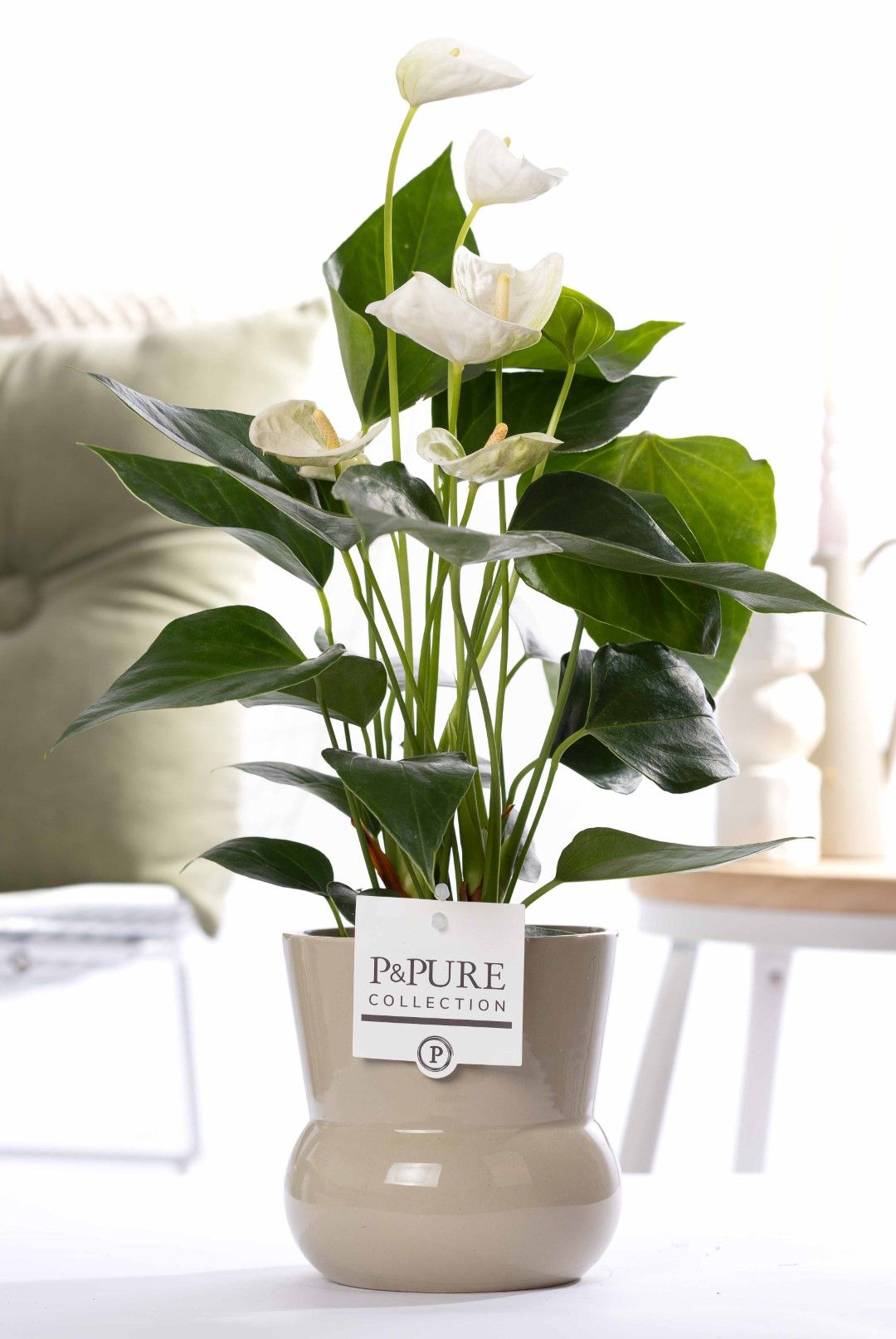 Anthurium white (Elido) in P&PURE Plant Vase Maxima green, D 12