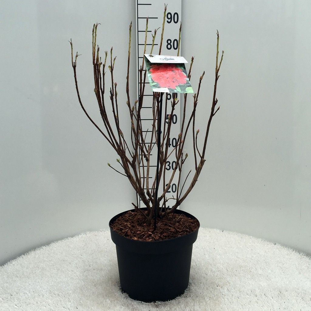 Rhodo. (AK) 'Gibraltar' orange, D 29