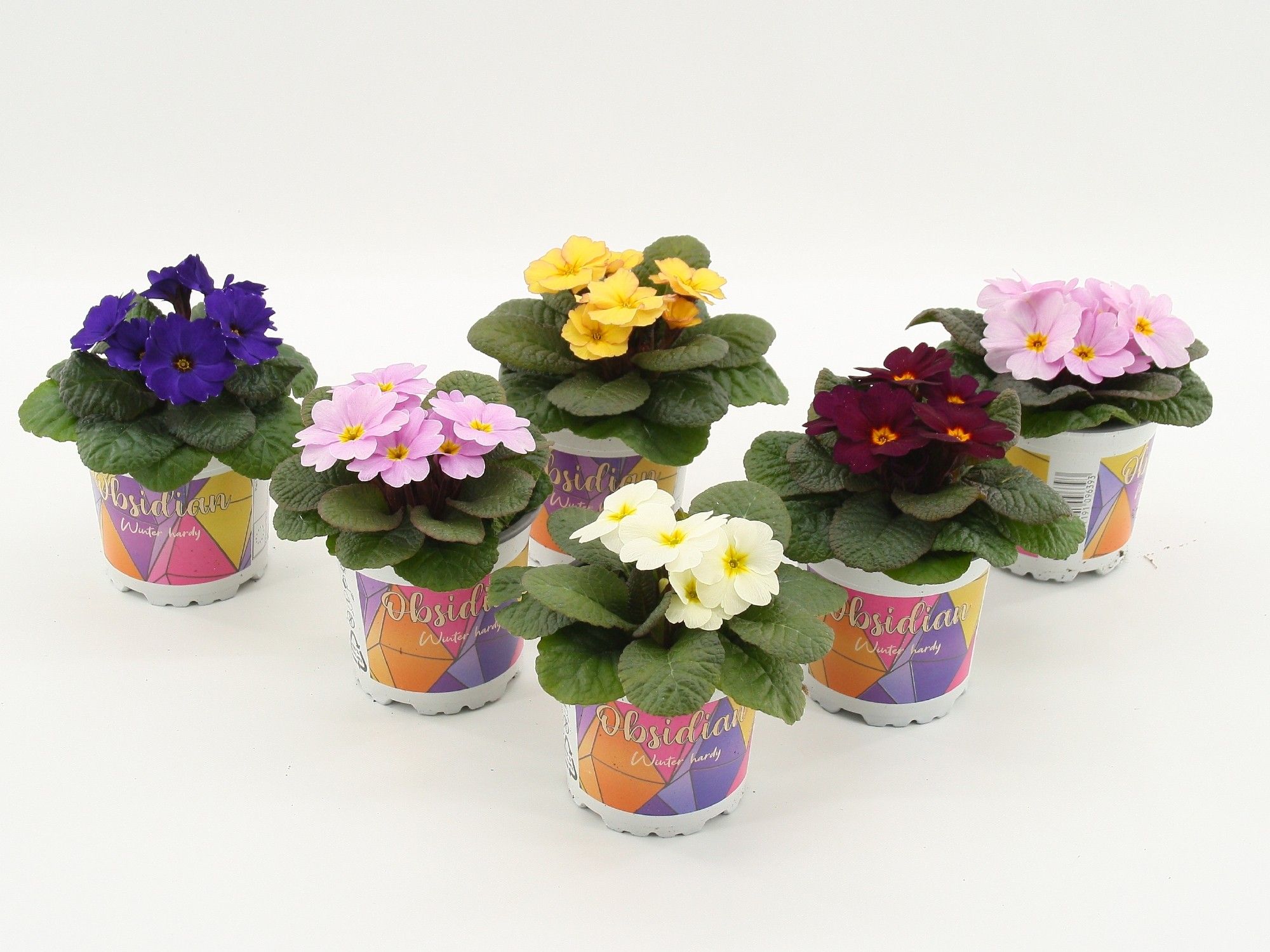 Obsidian winterhard primula mixlaag, D 10,5