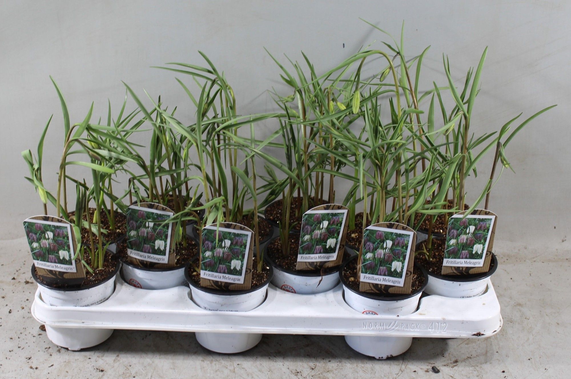 fritillaria meleagris kievitseitje, D 10,5