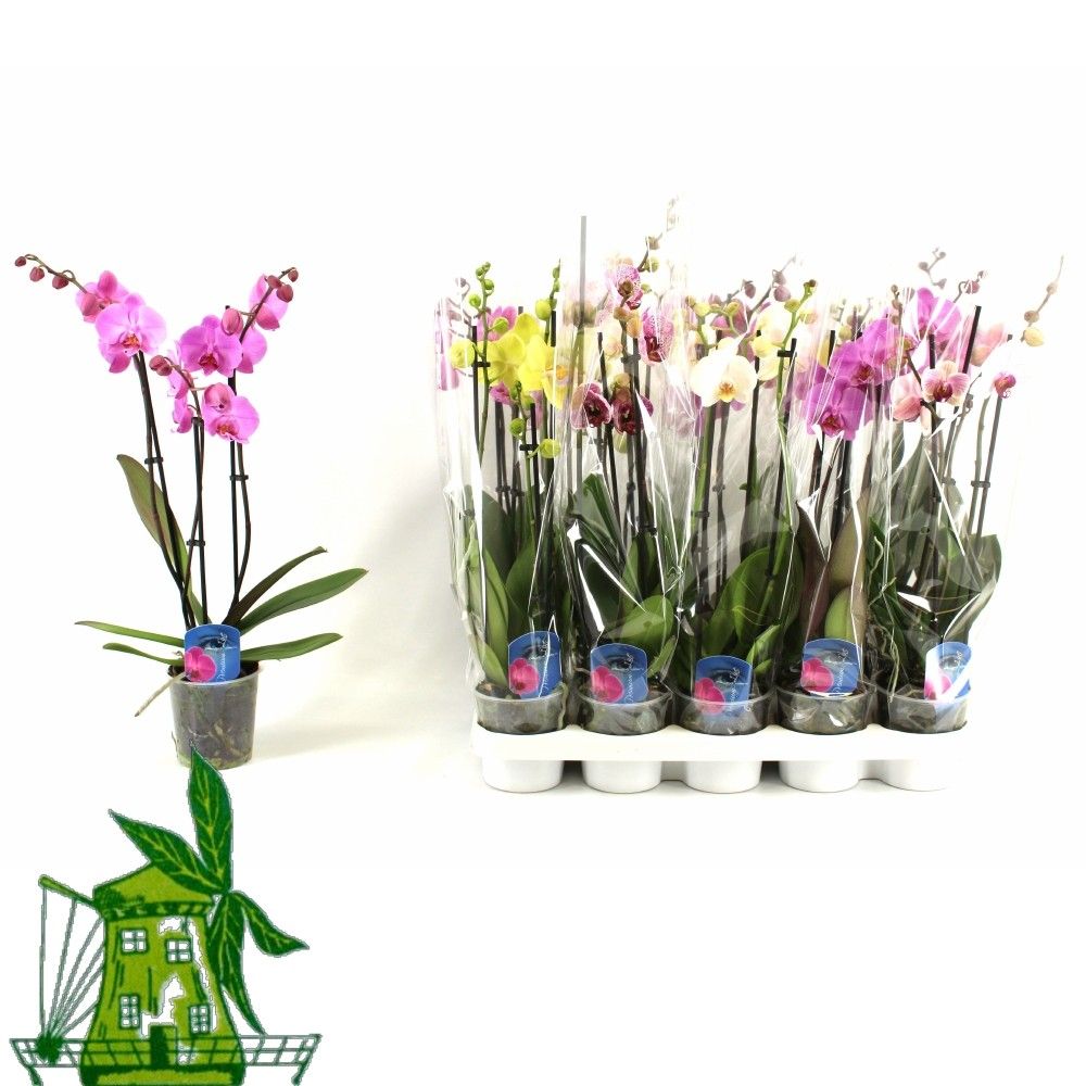 3 Tak Phalaenopsis MIX, 18+ Knop, 60 CM, D 12