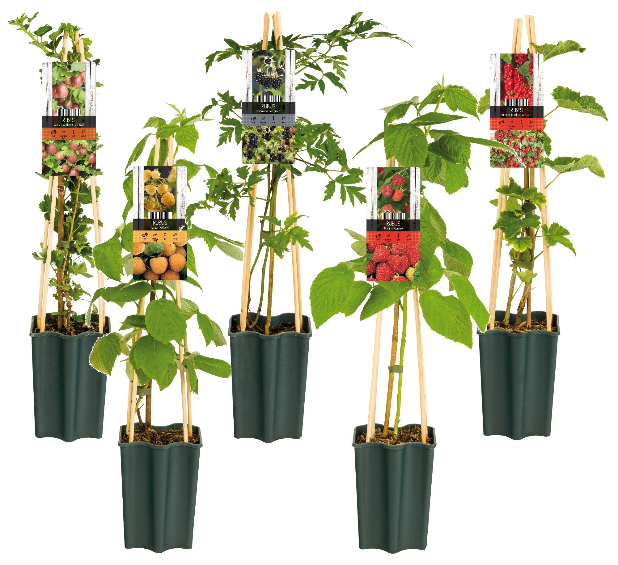 Mixshelf Fruit +light label, D 15