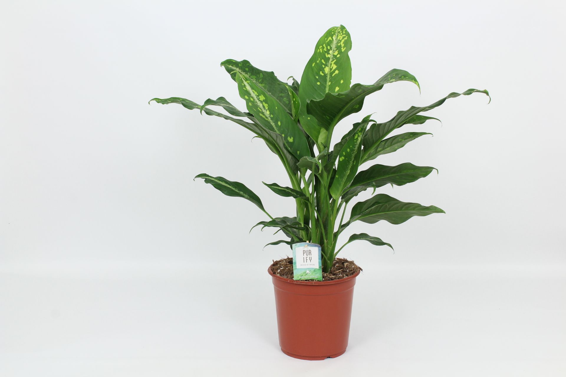 Purify Dieffenbachia Galaxy 24 cm, D 24