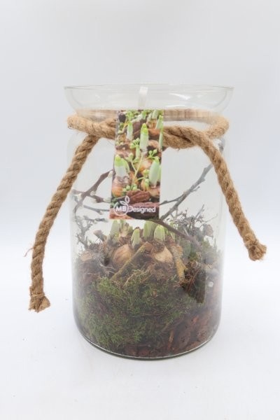 Narcis, candy jar breed hoog, D 20