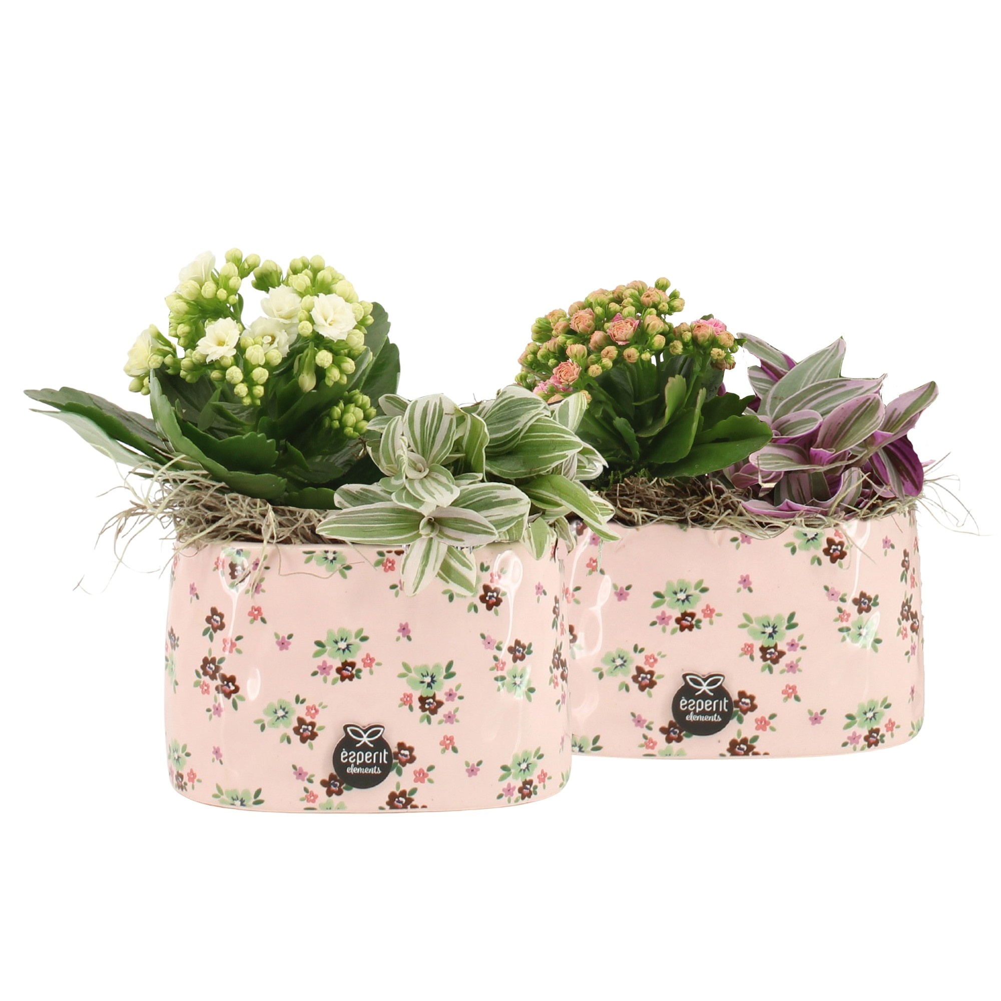 21640: Lovess arrangement, D 14