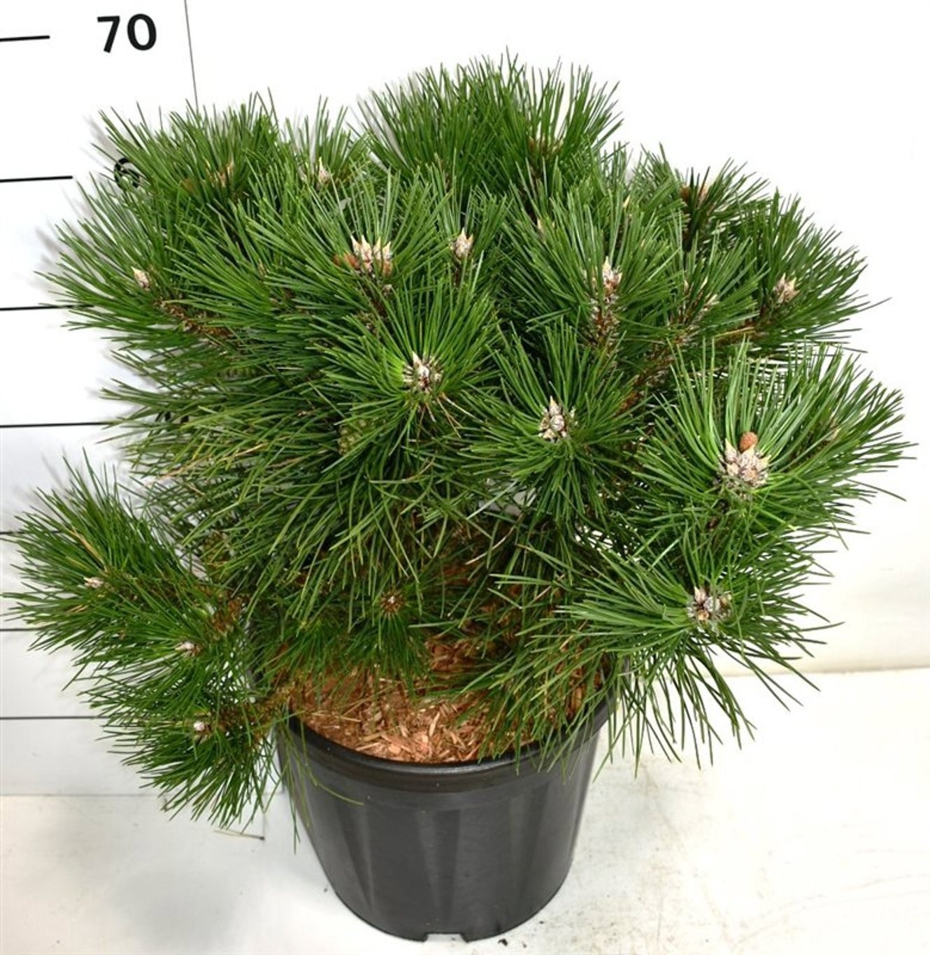 Pinus nigra 'Nana', D 32