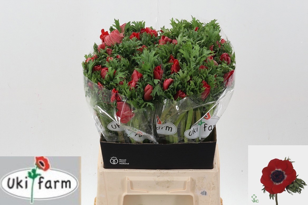 Анемон Галил Рэд 45 (красн.), шт.